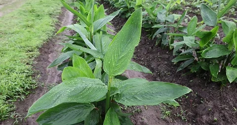 Close-up of fresh green Arrowroot plants with water drops. Vídeos de archivo 342903807