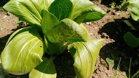 Close Up of Fresh Green Bok Choy Leaves in Garden Stock Footage 340490863
