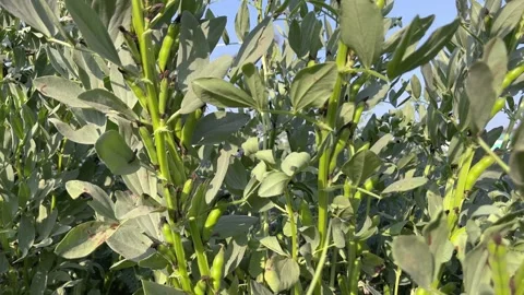 Close-up of fresh green broad bean pods (fava beans) growing in farm Stockbeeldmateriaal 328506166