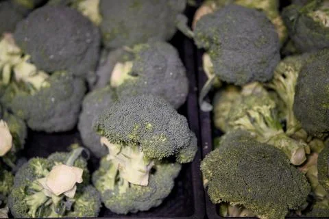 Close-up of fresh green broccoli on display in a supermarket produce section Stock Photos