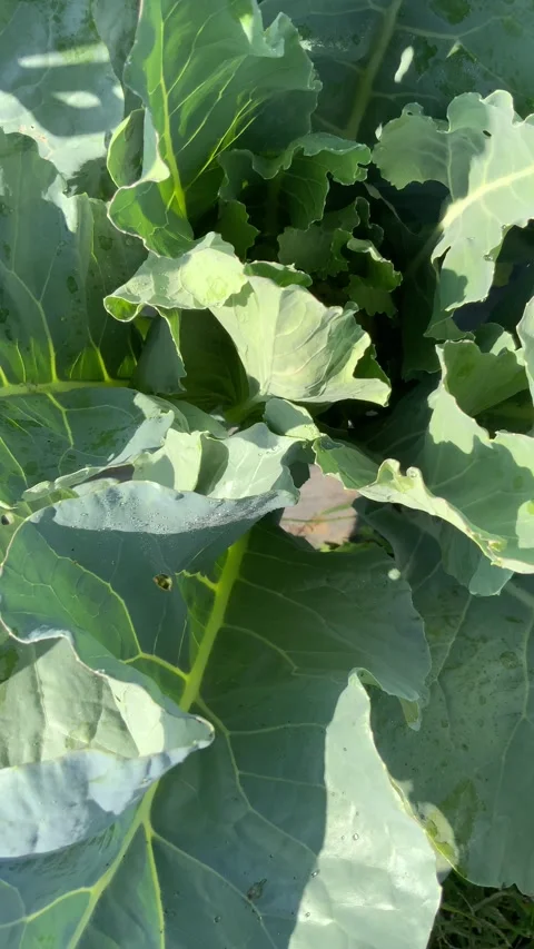 Close-up of fresh green broccoli leaves in a garden Stock Footage 344086716