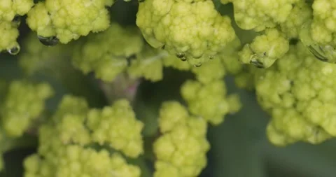 Close up fresh green broccoli with rain water drops. 動画素材 154807819