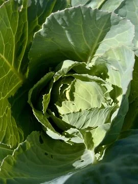 Close-up of Fresh Green Cabbage Head Stock Photos