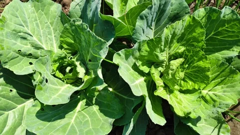 Close-up of Fresh Green Cabbage Plants Growing in an Organic Vegetable Garden Stockbeeldmateriaal 324947047