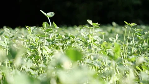 Close up of fresh green clover plants growing in a sunny meadow Stock Footage 342301878