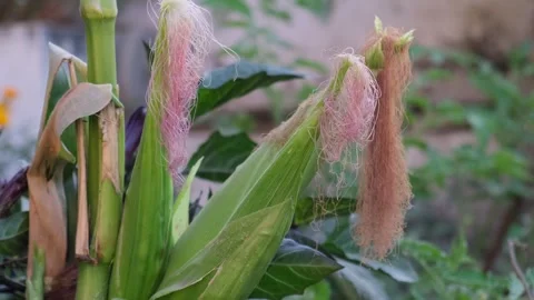 Close-up of fresh green corn cobs growing in a field with corn silk Stock-Footage 330281647