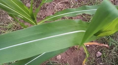 Close-Up of Fresh Green Corn Crop Leaves Stock-Fotos