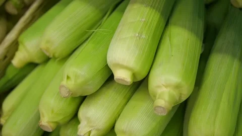 Close-up of fresh green corn seedlings neatly stacked together, showcasing Stock Footage 313520736