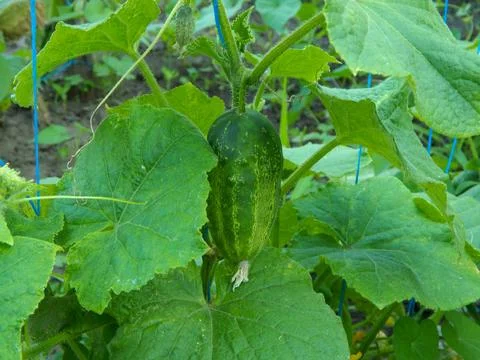 A close-up of a fresh green cucumber with a bumpy texture, hanging from the v Stock Photos