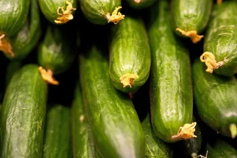Close-up of fresh green cucumbers on display in a supermarket produce section Stock Photos
