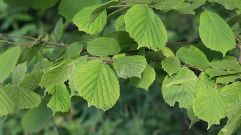 Close up of fresh green deciduous tree leaves gently swaying on branch in summer 스톡 동영상 331004725