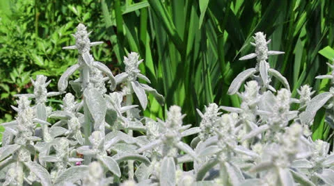Close-up of fresh green foliage Stock Footage 24807271