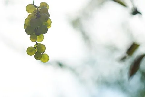 Close-up of a fresh green grape bunch hanging on a vine against bright light Stock Photos