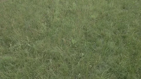 Close up of fresh green grass amazing nature scape chill out therapy explor.. Stock Footage 255281935