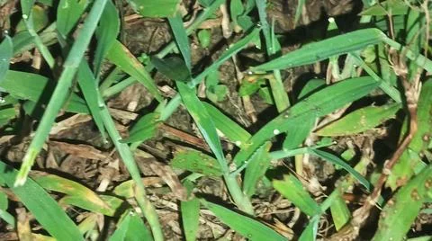 Close-Up of Fresh Green Grass and Ground Field Texture Fotos de archivo