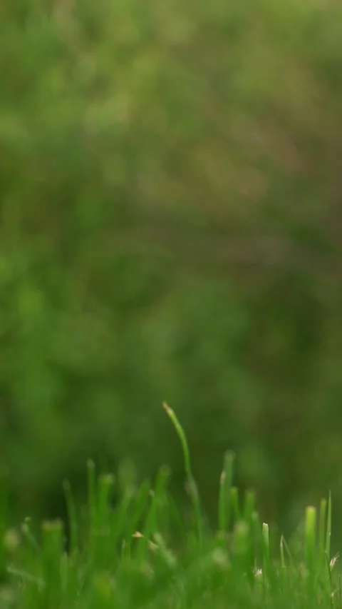 Close-up of fresh green grass blades in a sunny meadow with soft blurred  Video stock 341708606