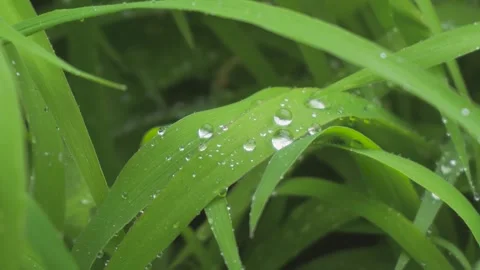 Close up of fresh green grass blades covered with morning dew water droplets Stock Footage 342002936