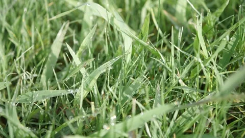 Close up of fresh green grass blades covered in morning dew drops Stock-Footage 342281208