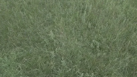 Close up of fresh green grass dancing on wind amazing nature scape chill ou.. Stock Footage 255291345