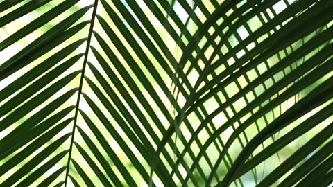 Close up of fresh green grass Video stock 306040425