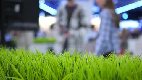 Close-up of fresh green grass Stock Footage 344689141