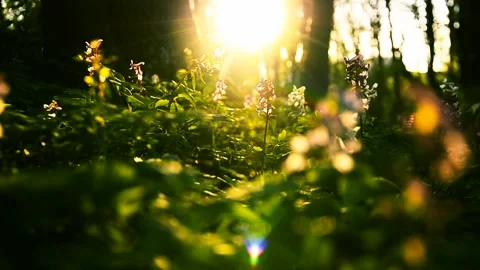 Close up of fresh green grass growing in the forest in the evening sun Stock Footage 146852948