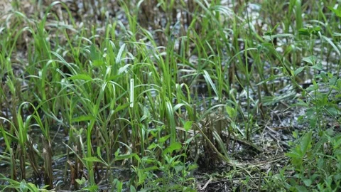 Close-up of Fresh Green Grass Growing in Shallow Water, 8K Stock Footage 336747231