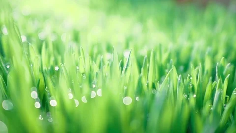 Close up fresh green grass or wheatgrass with dew rain water drops on leaf  a Stock Footage 103314316