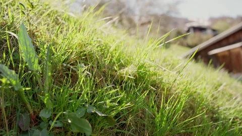 Close-Up Fresh Green Grass with Rustic Wooden Building — Spring Nature B-Roll Vídeos de archivo 333278211