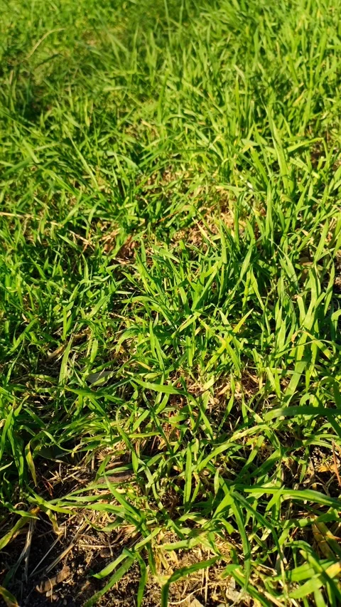 Close-up of fresh green grass swaying in breeze lit by sunlight, vertical format Stock Footage 346818107