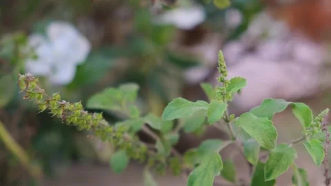 Close up of fresh green holy basil plant with flower buds Stock-Footage 330660987