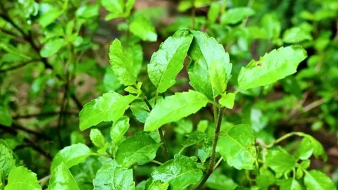 Close Up of Fresh Green Holy Basil Tulsi Plant Leaves Outdoors Stock Footage 345579497