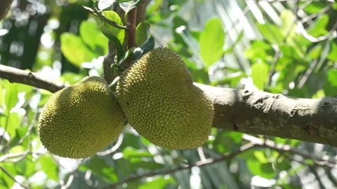 Close up of fresh green jackfruit growing on a thick tree branch in the forest. Stock Footage 336296813