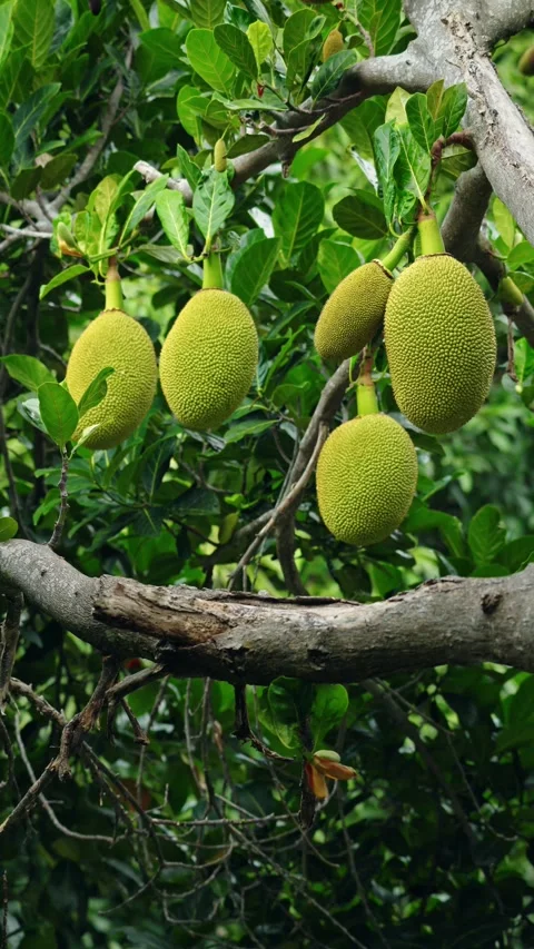 Close up of fresh green jackfruit hanging on tree branch in tropical fruit .. Stock Footage 335012869