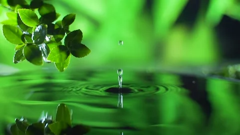 Close up. fresh green leaf with rain water drop over the water , nature leaf Stock Footage 130708549
