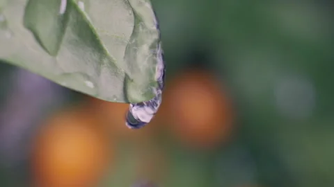 Close up fresh green leaf with rain water drop slow motion. Natural defocused Stock-Footage 147953855