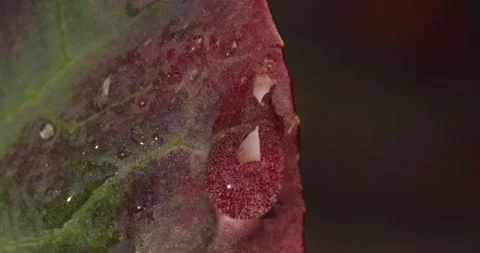 Close up fresh green leaf with rain water drop. Stock Footage 153910405