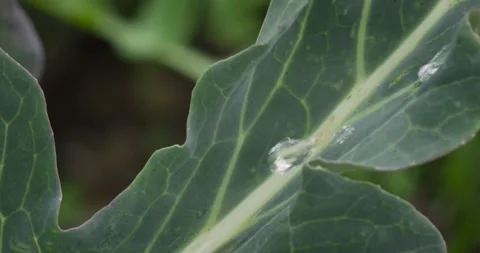 Close up fresh green leaf with rain water drops. Stock-Footage 153910734