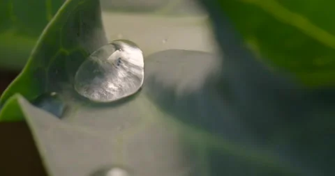 Close up fresh green leaf with rain water drops. Stock-Footage 154807679