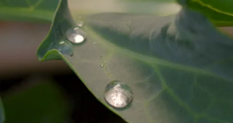Close up fresh green leaf with rain water drops. 動画素材 154807687