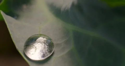 Close up fresh green leaf with rain water drops. Stock Footage 154807702