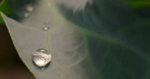 Close up fresh green leaf with rain water drops. Stock-Footage 154807703