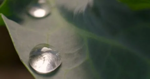 Close up fresh green leaf with rain water drops. Stock Footage 154807705