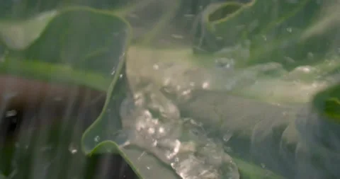 Close up fresh green leaf with rain water drops. Video stock 154807735