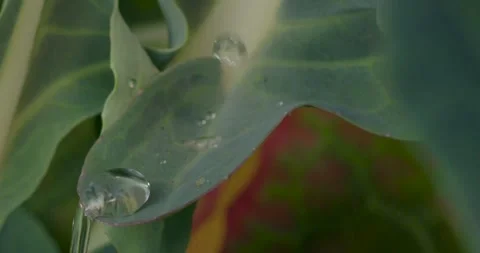 Close up fresh green leaf with rain water drops. Stock-Footage 154807736