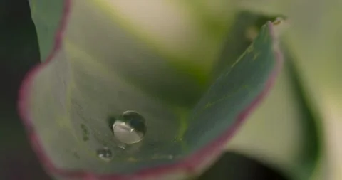 Close up fresh green leaf with rain water drops. Video stock 154807738
