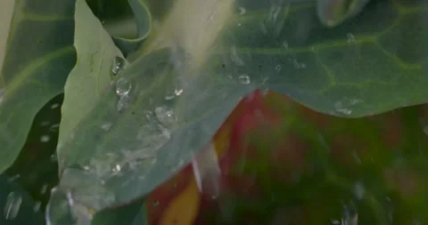 Close up fresh green leaf with rain water drops. Stock Footage 154807742