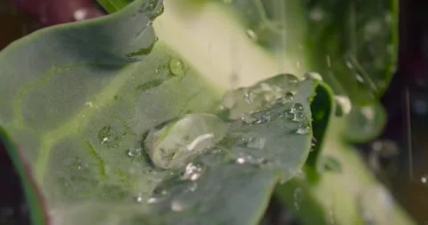 Close up fresh green leaf with rain water drops. Stock Footage 154807761