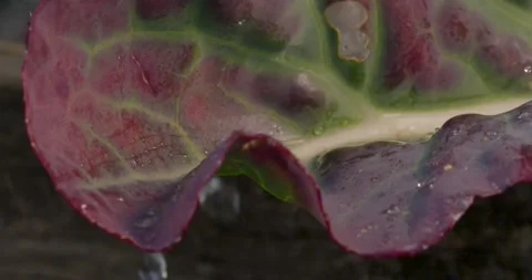 Close up fresh green leaf with rain water drops. Stock-Footage 154807773