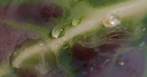 Close up fresh green leaf with rain water drops. Stock Footage 154807774